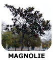 MAGNOLIE